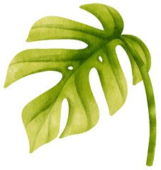 Ginny mini monstera leaf tropical watercolor illustration © b.illustrations