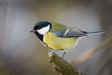 Naklejka premium Great Tit (Parus major) – adult perched on mossy branch in woodland, winter plumage – common bird species in the wild in the Czech Republic