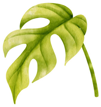 Ginny mini monstera leaf tropical watercolor illustration