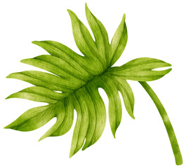 Philodendron mayoi tropical leaf watercolor © b.illustrations