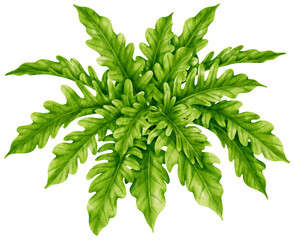 Philodendron plant watercolor illustration © b.illustrations