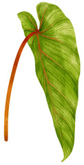 Philodendron tropical leaf watercolor illustration © b.illustrations