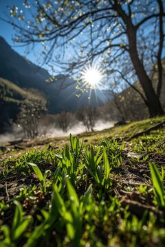 Spring Awakening: Green Shoots Emerging from Soil with Sunlight Through Trees &mdash; Symbol of New Life
