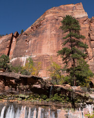 Large Monolith at Zion with Emerald Pool and a large Pine Tree. A tall pine tree in the foreground of a towering Monolith with a small waterfall in Zion National Park