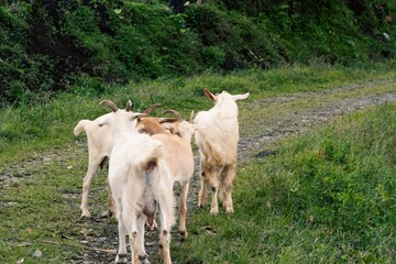 Obraz premium White And Brown Goats Exploring Grassy Path In Countryside Ranch