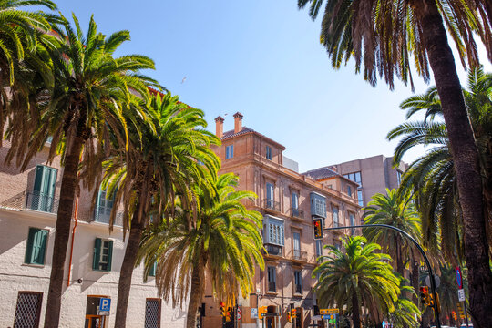 Historic buildings and palm trees on Alameda de Colon street