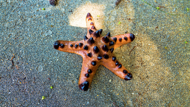 Horned starfish, chocolate star Protoreaster nodosus from the Sulawesi sea. The spikes are used to deter (shatter upon contact) possible predators. Sulawesi Island. Bottom view
