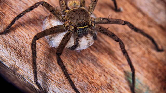 A giant wood spider, crab spider guarding a cocoon with offspring Huntsman spiders (Sparassidae, Palystes) preference for woody places. Island of Bunaken in Indonesia