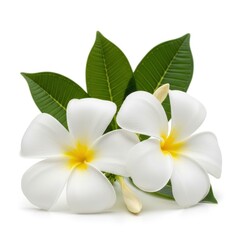 Elegant white plumeria flowers with green leaves and yellow centers