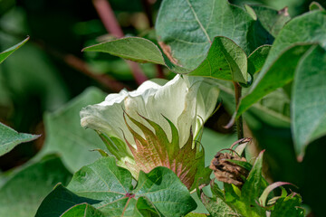 Opened cotton plant flower