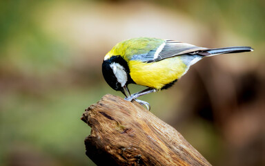 Fototapeta premium Great Tit