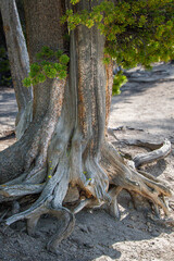 Fototapeta premium Weathered, erosion exposed roots of a pine tree on the rim of the canyon at Yellowstone National Park.
