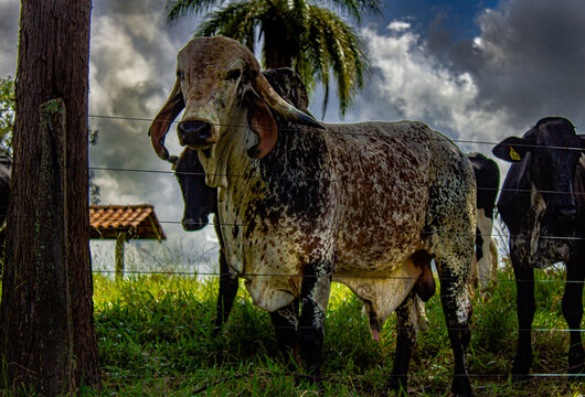 Gir (Gyr) Zebu Cattle Standing in Tropical Pasture Under Dramatic Cloudy Sky &ndash; Brazilian Dairy Breed in Rural Farm Landscape