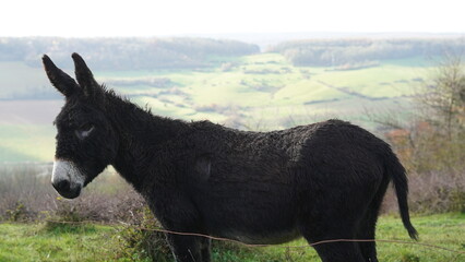 Black Donkey Standing in Rural Countryside Landscape © Paul