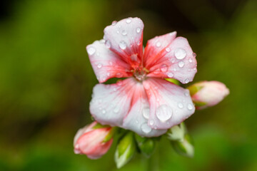 Fototapeta premium Autumn photo of a plant after rain
