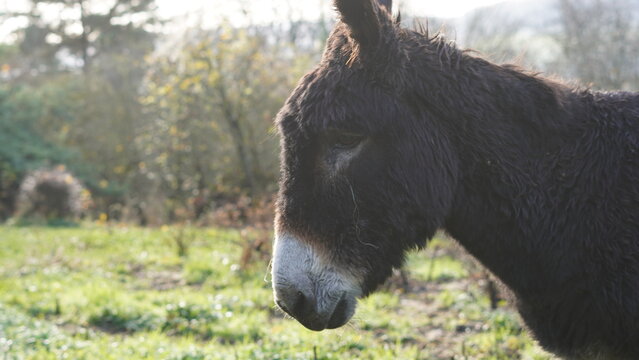 Portrait d'&acirc;ne