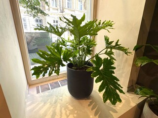 Philodendron bipinnatifidum (split-leaf philodendron,  selloum, horsehead philodendron) planted in ceramic pot. Houseplant care concept © Sunlight