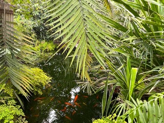 Fototapeta premium Goldfish in a pond with beautiful green palm trees