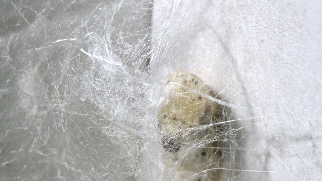 Macro View of Silkworm Larva Creating Silk Cocoon Naturally