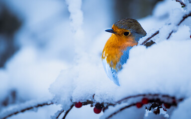 A charming portrait of a blue tit perched on a snowy branch, its colourful plumage fluffed up against the cold © paul