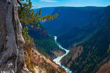 Obraz premium Yellowstone river flowing through pine tree forested canyon from the canyon rim trail, Yellowstone National Park