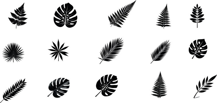 Collection of various fern and palm leaves in black silhouette