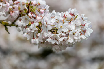 Obraz premium Close up of white cherry blossom in bloom