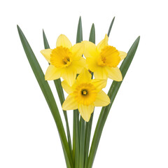 A vibrant bouquet of yellow daffodils with green stems and leaves
