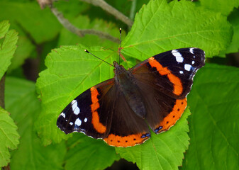 Naklejka premium Admiral, Vanessa atalanta, Red Admiral, Tagfalter