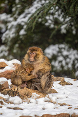 Obraz premium Barbary macaque (Macaca sylvanus) mother with a baby, sitting in the snow in the High Atlas Mountains of Morocco