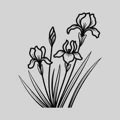 A delicate black and white illustration depicts three iris flowers with slender leaves high quality