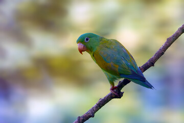 Fototapeta premium Orange-chinned parakeet (Brotogeris jugularis), also known as the Tovi parakeet.Green American parrot sitting on a branch with a green background.