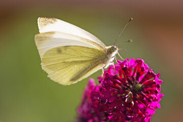 A Small White butterfly perched on a purple flower