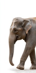 Obraz premium Asian elephant walking gracefully on white background