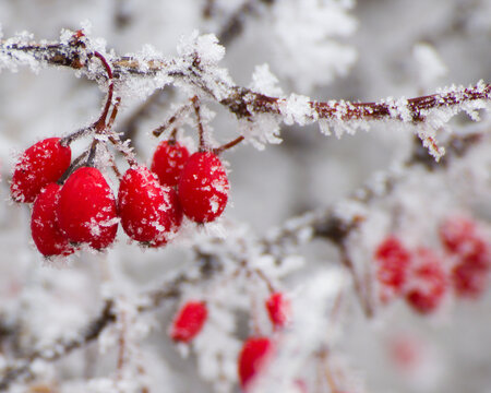 Minimal winter banner with red frosted berries and soft snowy background