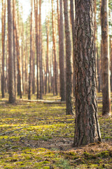 Obraz premium Sunlight illuminates tall pine trees in a quiet forest with moss covered ground. The scene shows natural woodland landscape with vertical trunks and soft light between trees.