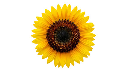 Close-up of a single sunflower isolated on transparent background,png © Umeeia