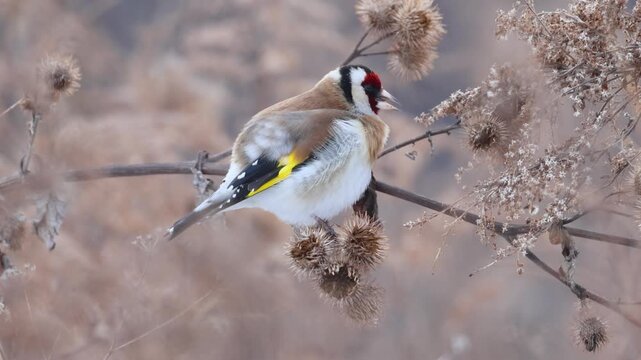Close-up of an adult European goldfinch (carduelis carduelis) perched on a dry plant stem with burs, eating seeds on a cloudy winter day.