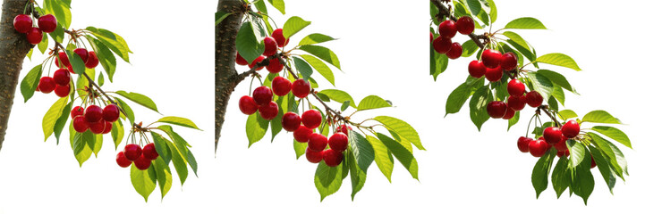 Set of 3 Realistic Cherry Tree Branches with Ripe Red Fruits Isolated on White Background PNG
