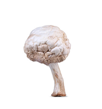 dry small mushroom