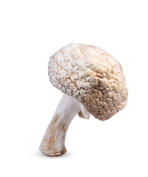 dry small mushroom