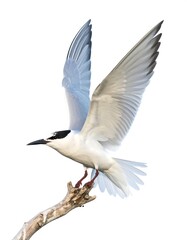 Fototapeta premium Bird perched on branch, wings spread, blending motion in soft, bright white