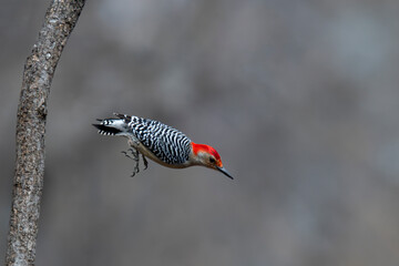 A Red-Bellied Woodpecker (Melanerpes carolinus) about to take flight.