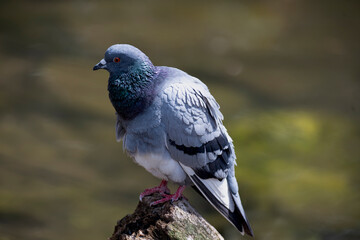 A Rock Dove (Columba livia) or Rock Pigeon perched by the water.