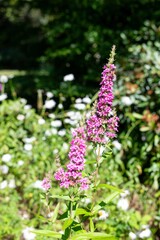 Obraz premium Close up of purple loosestrife (lythrum salicaria) flowers in bloom