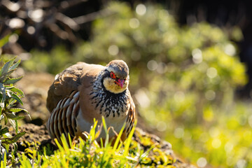 Obraz premium Red-legged Partridge sitting on a rocky outcrop, Pico do Arieiro, Madeira