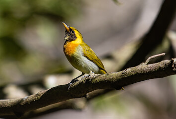 Colorful Songbird Perched on a Sunlit Branch in a Forest