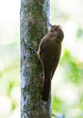 Brown Forest Bird Climbing a Tree Trunk