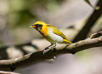 Colorful Songbird Perched on a Sunlit Branch