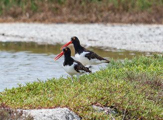 Pair of Shorebirds Standing on Coastal Vegetation Near Calm Water